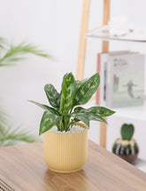 نبتة الاجلونيما ماريا حوض بلاستيك مخطط باللون الزهري